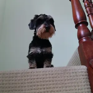 King_of_the_castle