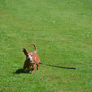 Media 'DSC_5797' in album 'The 2012 Dachshund Picnic and Wiener Walk'