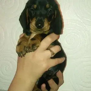 Bertie