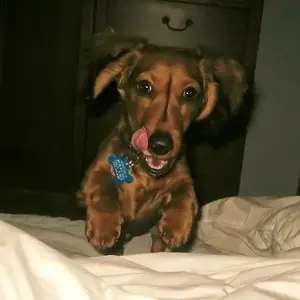 Pongo