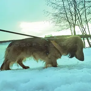 Affe