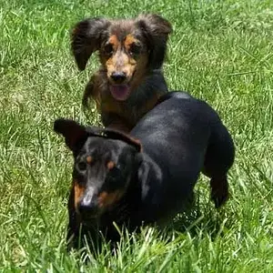 Dogs1