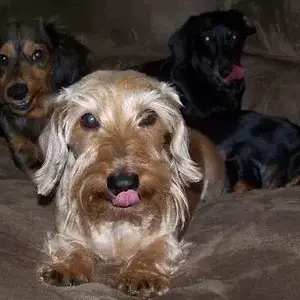 Dogs4