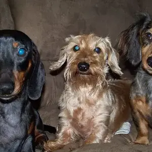 Dogs6