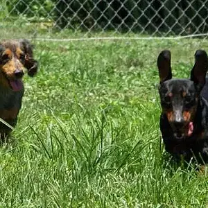 Dogs7
