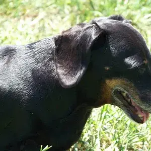 Dogs8