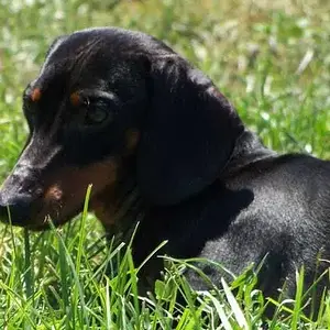 Dogs9