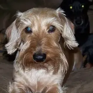 Dogs10