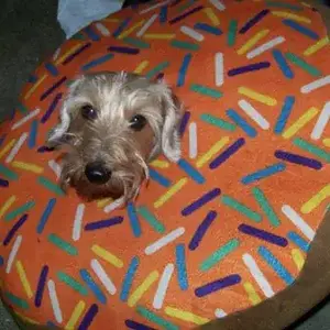 Dogs11