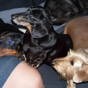 Dogs12