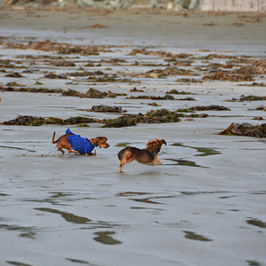 Chesterman Beach Vancouver Island