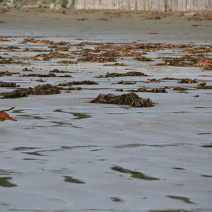 Chesterman Beach Vancouver Island