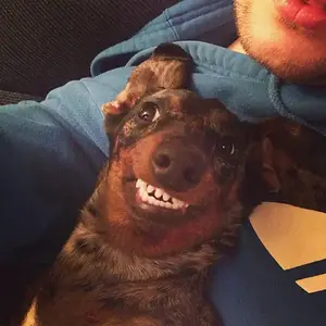 Dahlia_Smile