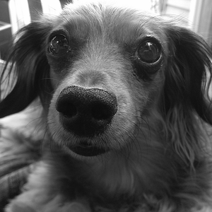 Molly