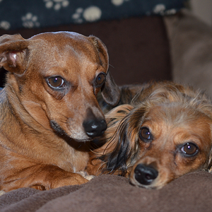 Sam and Molly