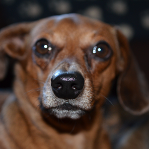 Sam