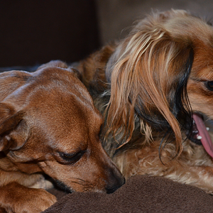 Sam and Molly