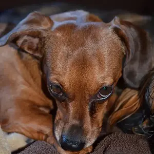 Sam