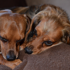 Sam and Molly