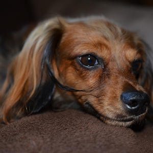 Molly