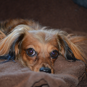 Molly