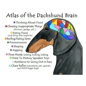 Dachshund brain