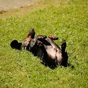 Sunning-Dachshund.JPG