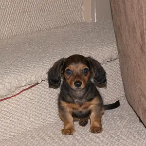 Baby Dachshund