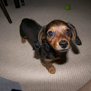 Baby Dachshund