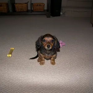 Baby Dachshund