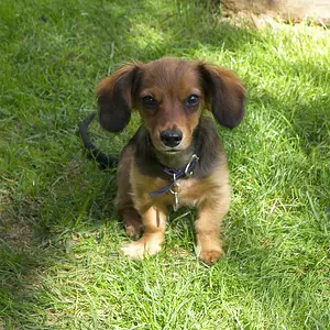 Baby Dachshund