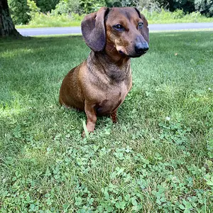 Max the mini dachshund