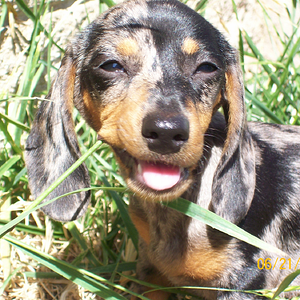 Bailey