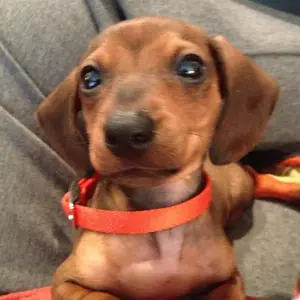 Dooley_Dog