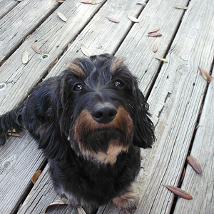 Pints-N-Paws_Sanford_003