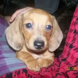 Pup