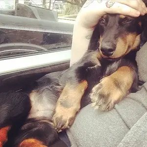 PUPPY2