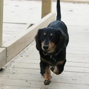 PUPPY8