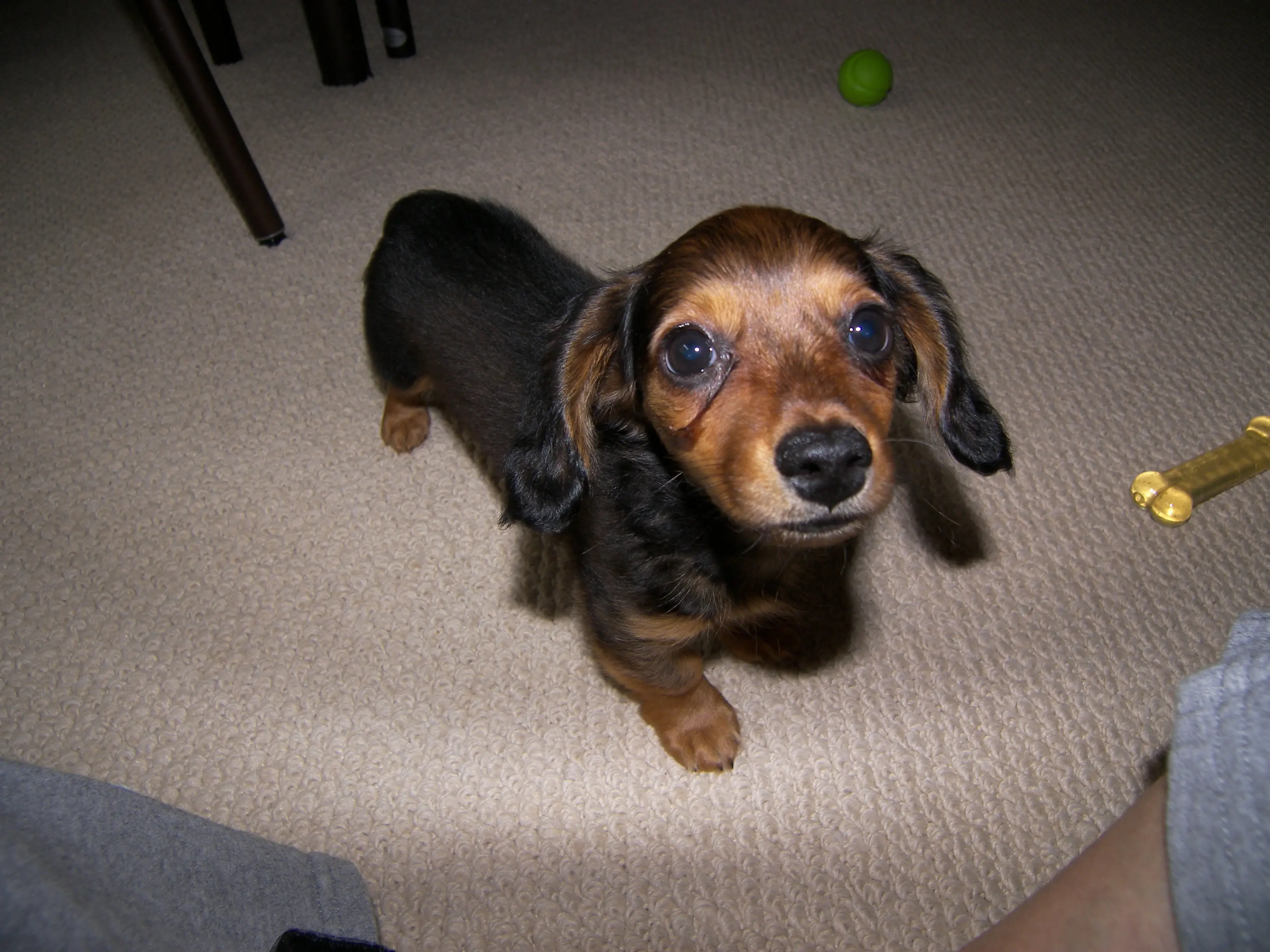 Baby Dachshund