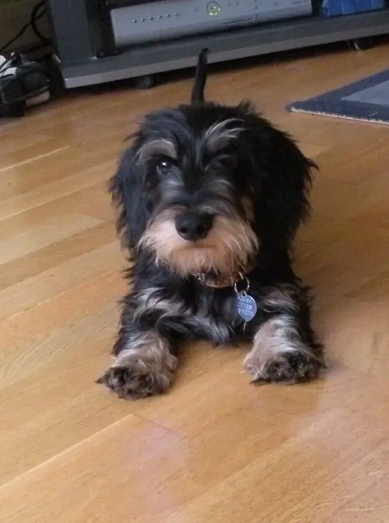 Bernie_2o_weeks