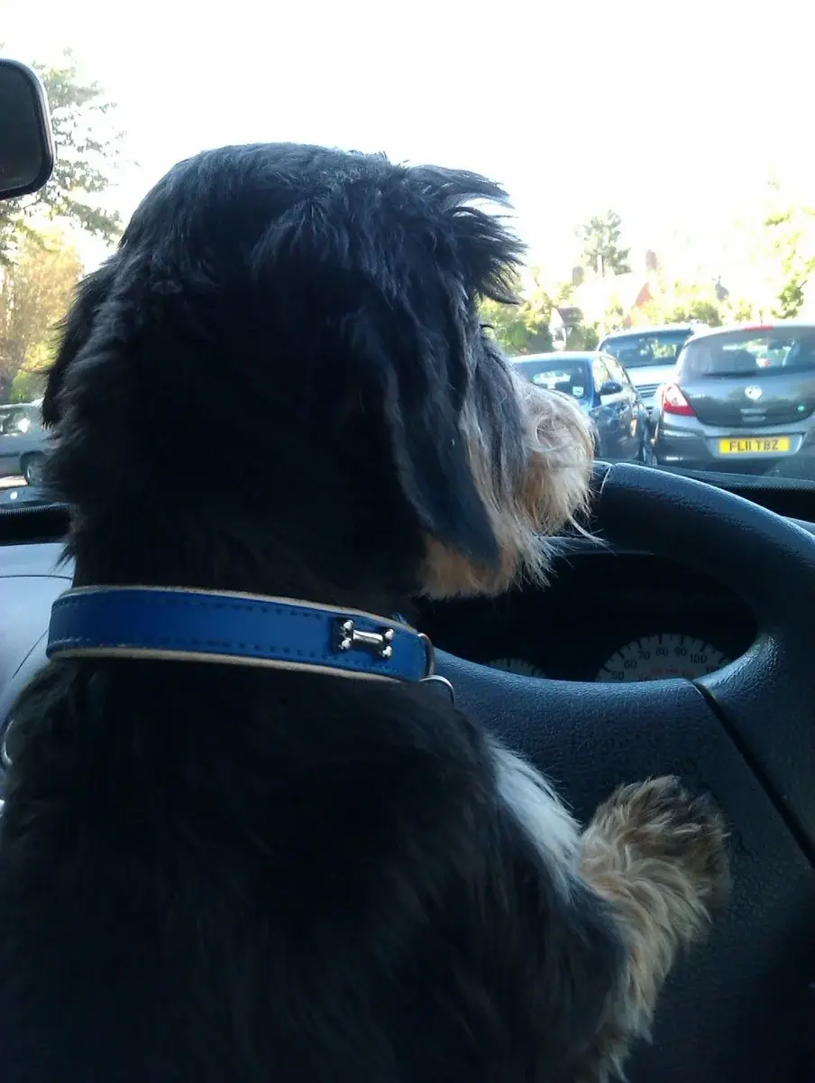 Bernie_driving_in_carpark