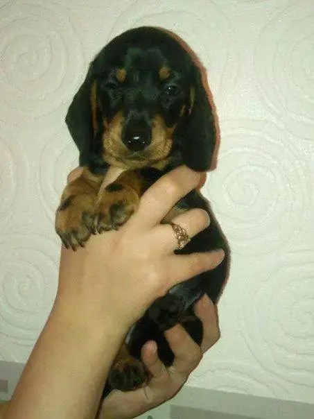 Bertie