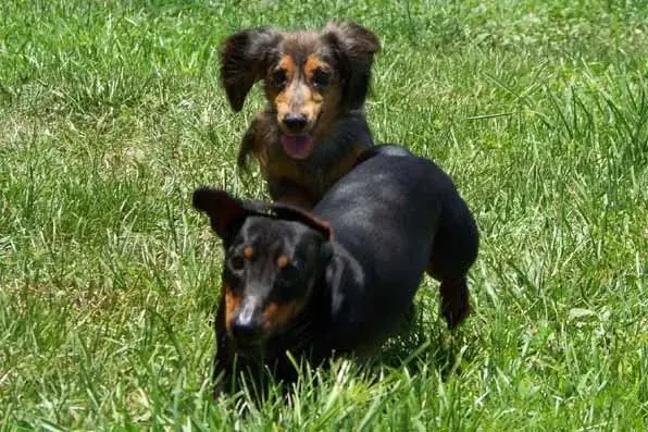 Dogs1