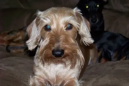 Dogs10