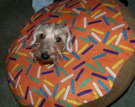 Dogs11