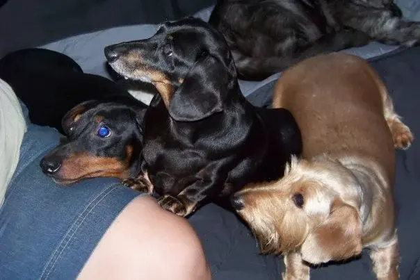 Dogs12
