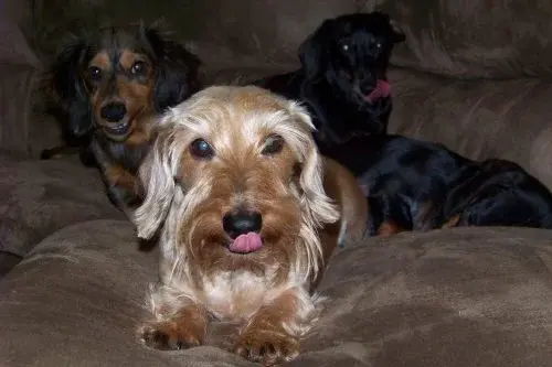 Dogs4