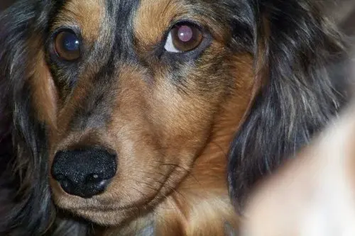Dogs5