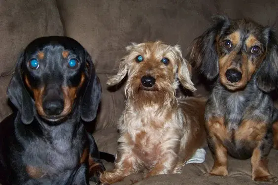 Dogs6