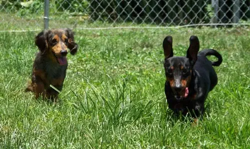 Dogs7